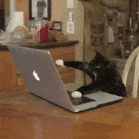Cat typing to book disney free dining