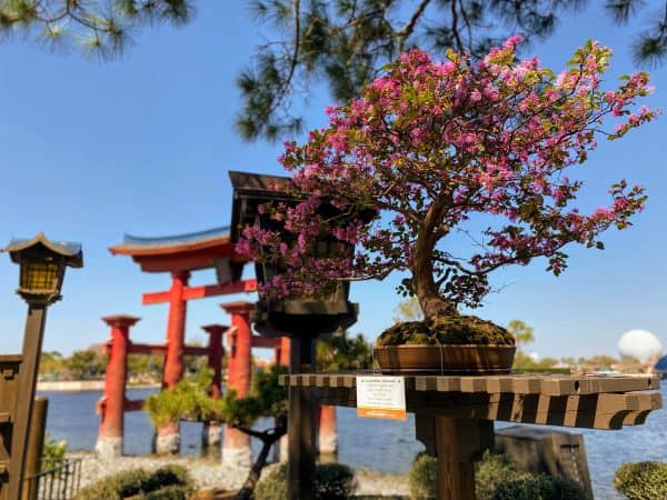 bonsai garden flower and garden festival