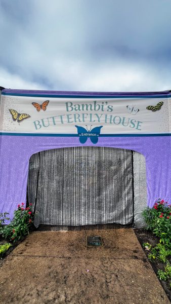 bambi butterfly house