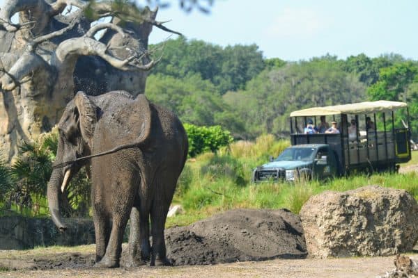 elephant on kilimanjaro safaris at animal kingdom