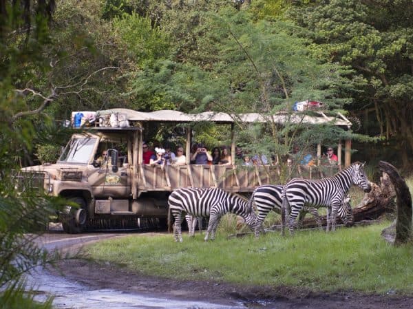 zebras on kilimanjaro safaris