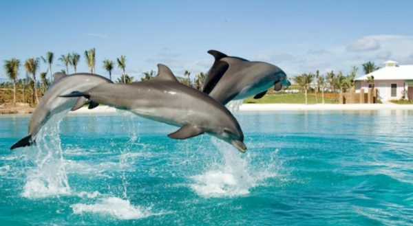 Observer at Atlantis Dolphin Cay & Discover Atlantis